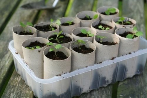 10 Seed Starting Container Ideas with Simply Maggie